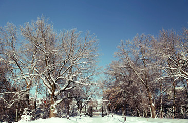 Open gate in the winter park with bare trees