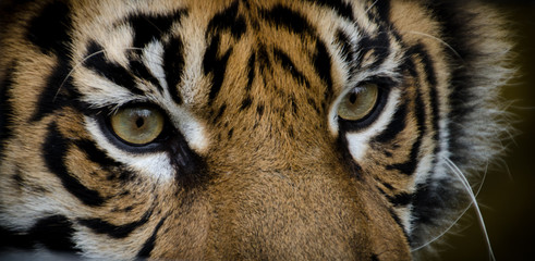 Augen © digifotolanzloth