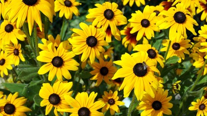 Sonnenblumen