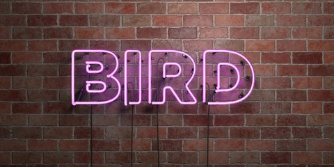 BIRD - fluorescent Neon tube Sign on brickwork - Front view - 3D rendered royalty free stock picture. Can be used for online banner ads and direct mailers..