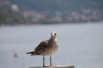 Gabbiano reale giovane