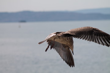 Gabbiano reale giovane in volo