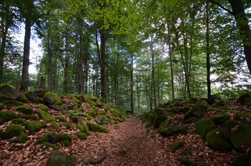 Fototapete bei efototapeten.de bestellen   