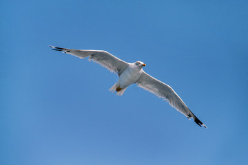 Bird seagull flying in the sky over the sea