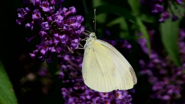 Ein Gro&szlig;er Kohlwei&szlig;ling saugt mit seinem R&uuml;ssel an den Bl&uuml;ten eines Sommerflieders (Gro&szlig;aufnahme)