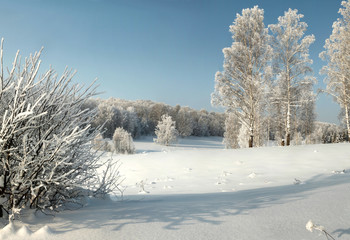 Winter landscape with bushes, birches and snowy forest at day