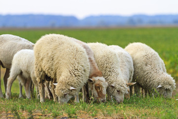 flock of sheep grazing on green grass