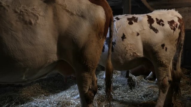 Cows in the barn break down cellulose of plant matter 3840X2160 UltraHD footage - Domestic cattle resting 4K video