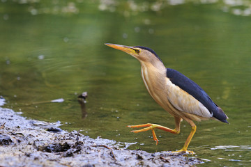 Ixobrychus minutus in search of fish