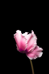 Pink cyclamen flower isolated on black background with copy space