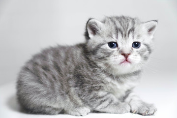 Fototapeta na wymiar Portrait of a kitten is very beautiful. Cute purebred kitty show class