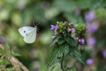 Kleiner Kohlweißling