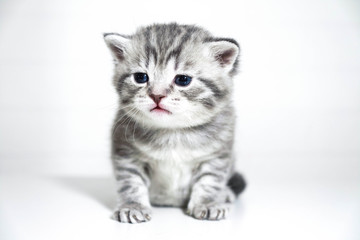 Tabby kitten on a white background. Very nice cute baby kitten