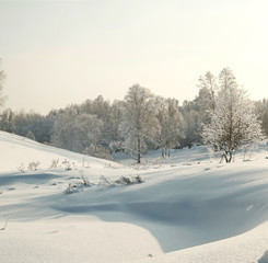 Fototapeta na wymiar Winter hoary forest in deep snowat evening