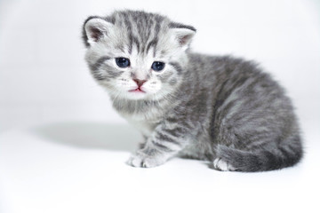 Fototapeta na wymiar Kitten striped baby. Little kitten, sad eyes