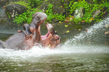 Two hippos fighting with mouth wide open in the water at daytime to show who is boss.