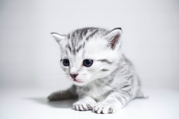 Kitten striped baby with a silver color. elegant kitten