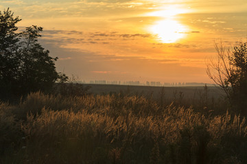 Outskirts wild virgin field