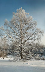 Snow-covered tree in deep snow with hoary forest behind