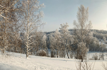 Obraz premium Bare snow covered birches in deep snow on the slope with winter forest on background