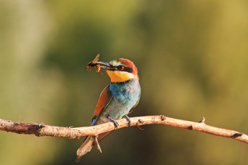 tropical bird with hornet into the beak