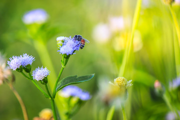 Honeybee pollinated of wild flowers, sun glare in wild flowers, the concept of serenity in nature....