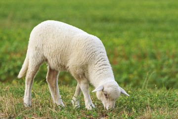 Obraz na płótnie Canvas young little white lamb