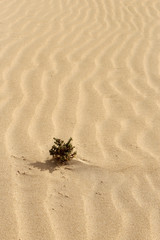 dune