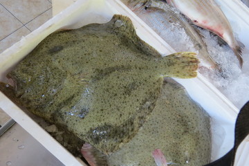Flounder (plaice,  flatfish, Scholle, Flunder)