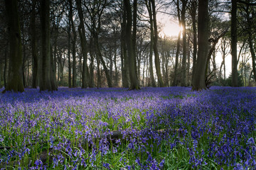 Bluebell, woodland and sunset (hyacinthoides non-scripta)
