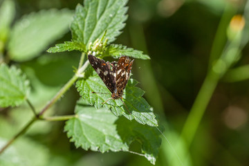 Kleines Landkärtchen