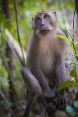 Ritratto di un macaco