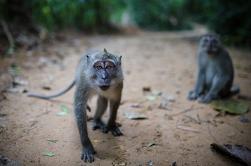 Ritratto di un macaco