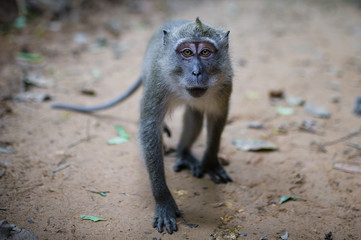 Ritratto di un macaco
