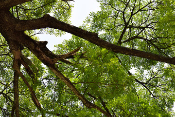 Tree branches and green leaves background