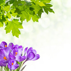 Spring Background with Crocus