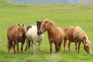 Naklejka na ściany i meble Pferde in Island