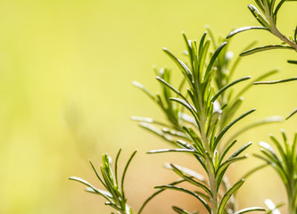 Branch of Rosemary, aromatic herb
