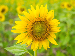Close up sunflower and soft blur background