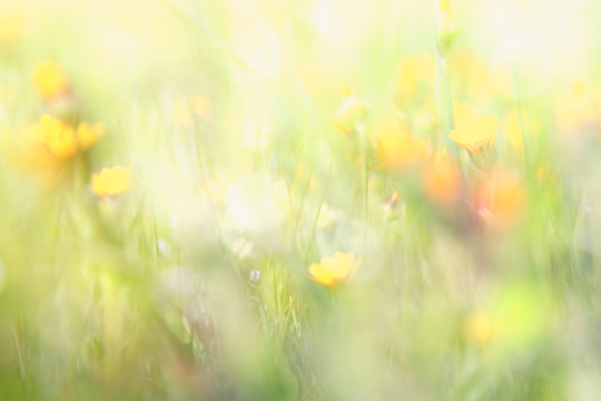 abstract dreamy photo of spring wildflowers