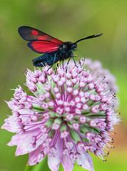 (Zygaenidae), Zygaena lonicerae