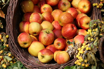 Obstkorb