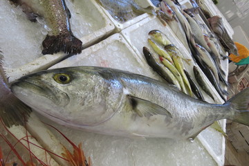 Tuna (Thunfisch, tunny)