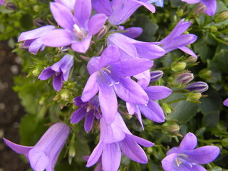 fiori viola