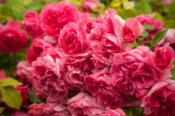 Pink roses with buds on a background of a green bush. Pink roses after rain.