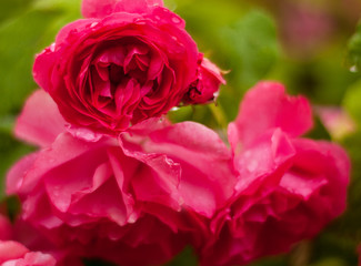 Pink roses with buds on a background of a green bush. Pink roses after rain.