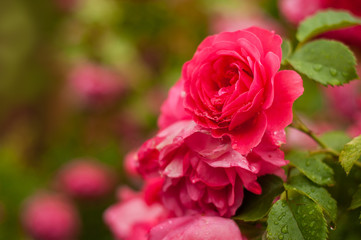 Pink roses with buds on a background of a green bush. Pink roses after rain.