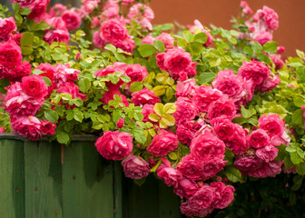 Pink roses with buds on a background of a green bush. Pink roses after rain.