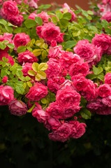 Pink roses with buds on a background of a green bush. Pink roses after rain.