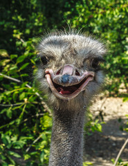 Portrait of a funny ostrich closeup outdoors with open mouth